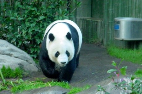 panda